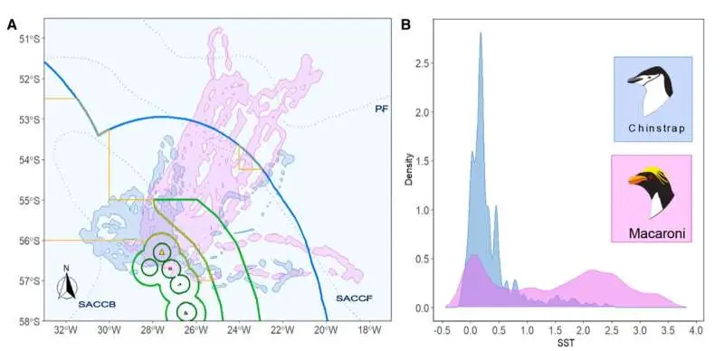 Sharp decline in Chinstrap penguin populations in Zavodovski island, meets the criteria for Endangered status