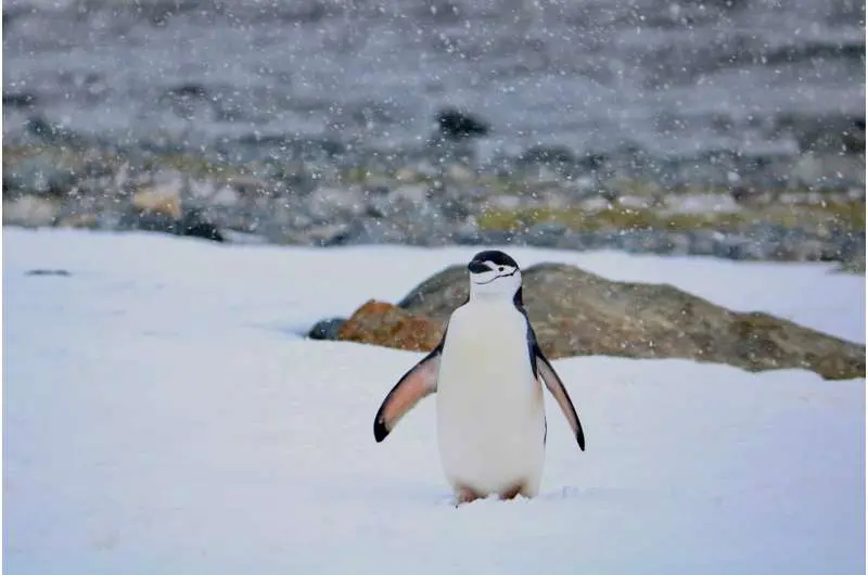 Sharp decline in Chinstrap penguin populations in Zavodovski island, meets the criteria for Endangered status