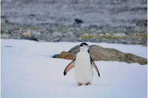 World's largest penguin colony loses its title after decline of more than 250,000 breeding pairs