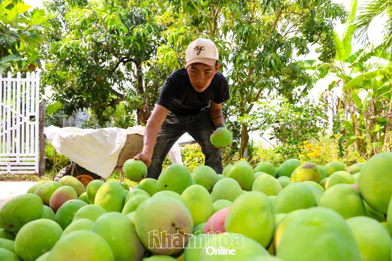 Farmers in Cam Lam commune are harvesting mangoes.