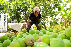 The Provincial Department of Crop Production and Plant Protection will provide training and support to communes in implementing the criteria for new rural development.