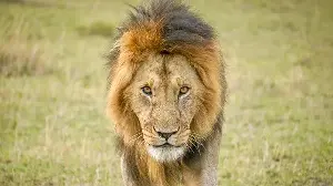 Three Lions Die of Heatstroke at Tokyo Zoo