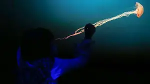 New Deadly Box Jellyfish Species Found off Singapore