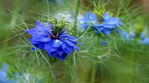 Gardeners Are Swapping High-Maintenance Bedding Plants for Self-Seeding Beauties – To Let the Garden Plant Itself
