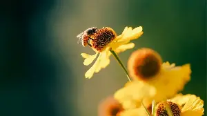 3 Simple Ways to Help Bees Beat the Heat and Stay Hydrated in Your Yard All Summer Long