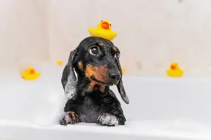 Dachshund Obsessed With ‘Self Care’ Has Internet in Stitches