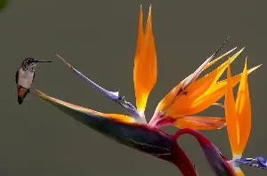 Some birds defy overall plunge in bird numbers