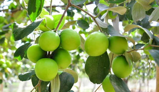 Táo ta có tác dụng gì?- Ảnh 2.