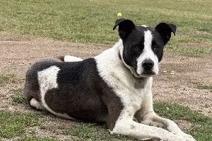 Dog was missing for months – then he was found living with the unlikeliest new animal "pack"