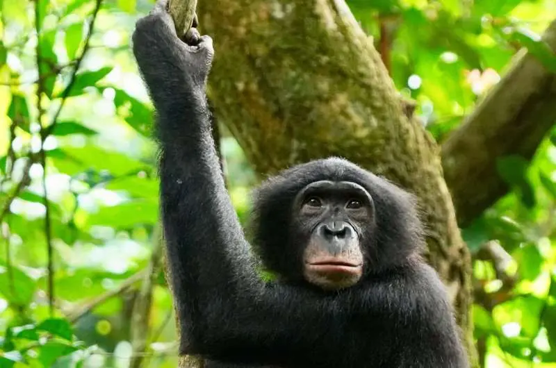 Both bonobos and dolphins form unexpected alliances with outsiders