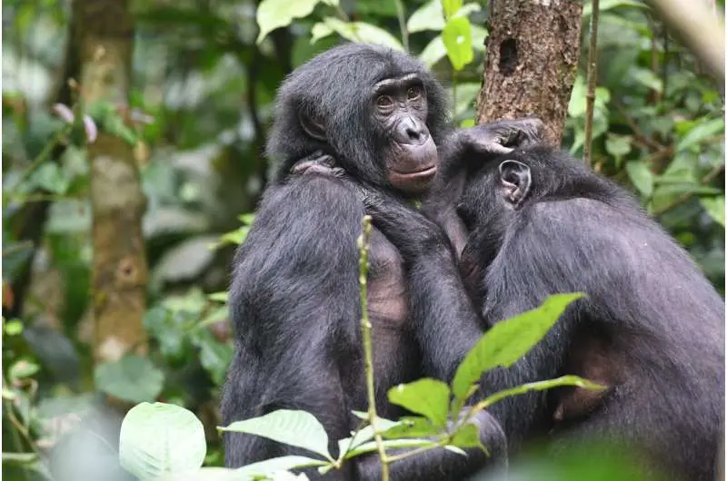 Both bonobos and dolphins form unexpected alliances with outsiders