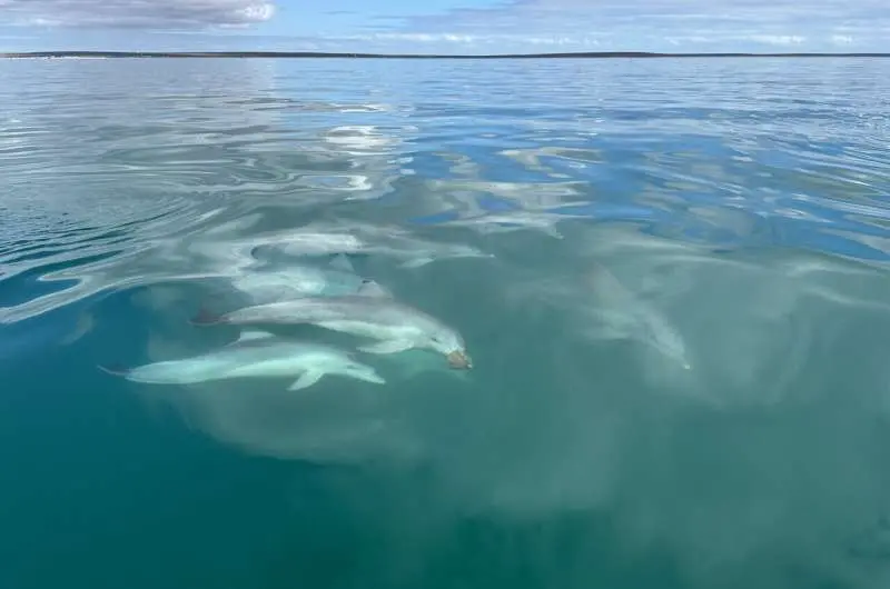 Both bonobos and dolphins form unexpected alliances with outsiders