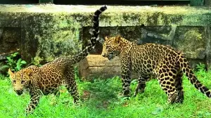 Rethinking human-wildlife conflict