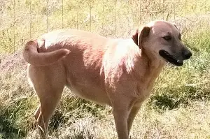 National Dog Day: Dog goes missing for six years until a shocking miracle changes everything