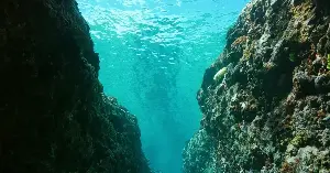 The Mariana Trench, the deepest known point on Earth’s surface, sits about 36,000 feet below sea level — and yet there are living organisms thriving down there, including small white shrimp-like amphipods that have been found with traces of plastic in their digestive systems, in a habitat that almost no human has ever physically reached