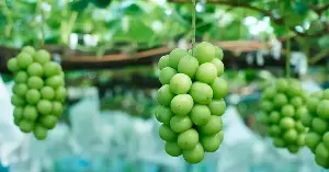 What fruits can people with kidney disease eat without further weakening their kidney function?