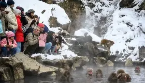 Japan's 'monkey paradise' to limit visitors after overcrowding, bad behavior