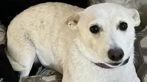 ‘Happy ending’: Missing dog Luna found in Yellowstone wilderness after month of massive search efforts