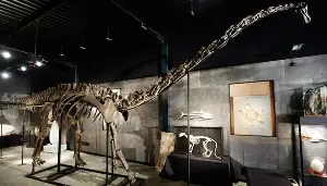 Spanish Scientists Find First Signs of Diplodocus in Europe