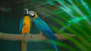 Looking for love: Delhi zoo seeks partners for its 20 wild singles