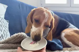 How many treats should your dog really have? Vet warns most get it wrong