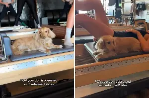 Owner Brings Mini Dachshund To Pilates—Her Workout Routine Melts Hearts