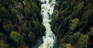 The largest known organism on Earth isn’t a whale or a tree — it’s a single fungus growing underground in Oregon’s Malheur National Forest, covering nearly four square miles, mostly invisible, estimated to be between two and eight thousand years old and slowly killing the forest above it from beneath
