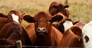 A single kilogram of conventionally farmed beef requires approximately 15,400 litres of water to produce, the equivalent of around 100 standard bathtubs, and generates approximately 99 kilograms of carbon dioxide equivalent in greenhouse gas emissions, the equivalent of driving an average car about 250 miles.