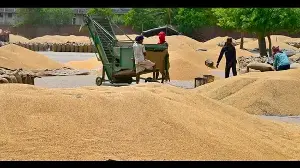 Sudden influx of wheat triggers glut in Punjab’s mandis