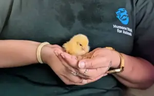 Tiny Chick Found ‘Still Alive’ in Egg Farm Trash, Woman Knows What To Do