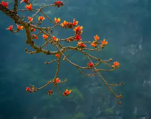 Dreamy colors of kapok flowers in March