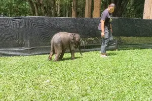 Rescued elephant calf recovering but still has diarrhoea