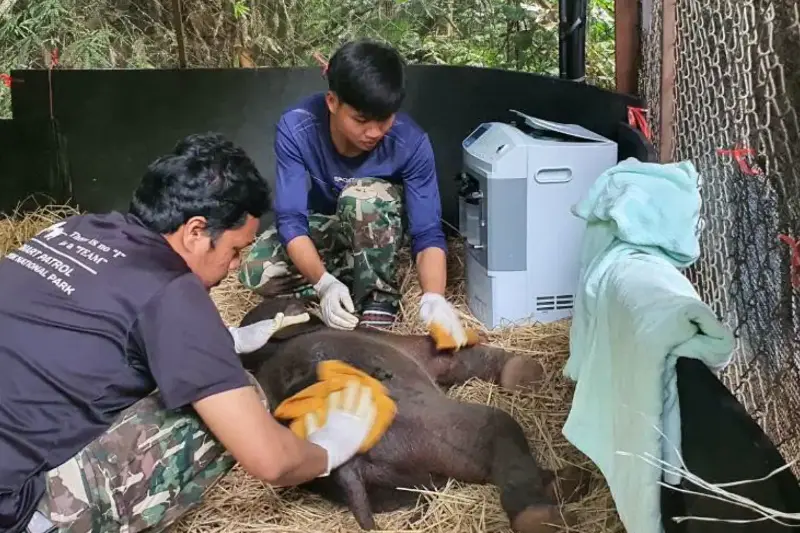 Caretakers wash the calf with turmeric and galangal juice to heal the wounds, soothe skin irritations and deter parasites.