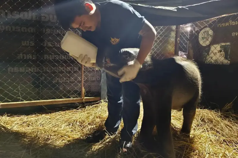 A caretaker feeds milk to the elephant calf in Kanchanaburi.