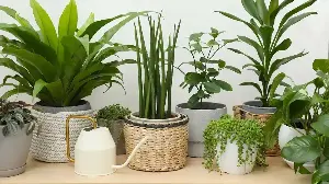 Propagate These 5 Houseplants Now for Free – They’ll Make Perfect Homegrown Gifts for the Holidays