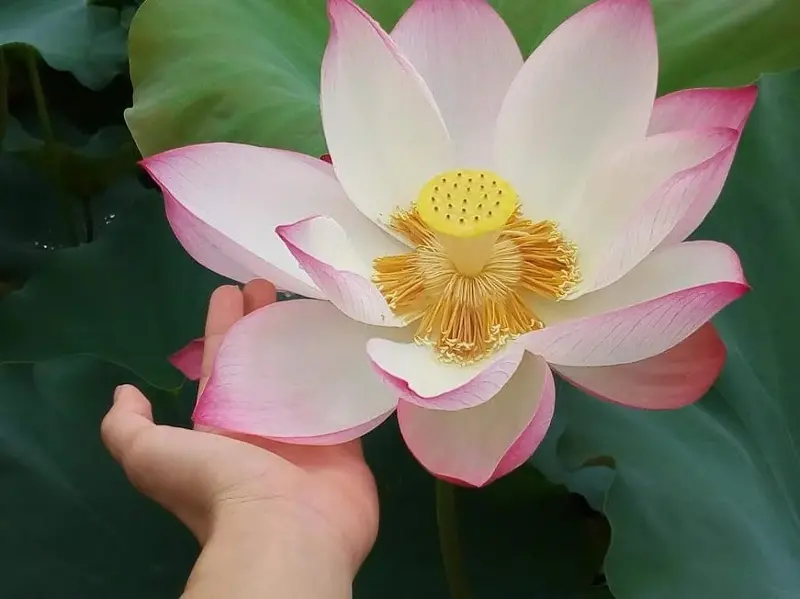 Cultivating healthy habits 1