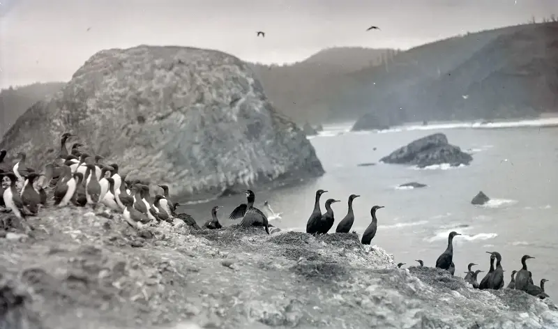 A flock of cormorants and murres perched on the rocks and Three Arch Rocks near Oceanside, Oregon, 1912.