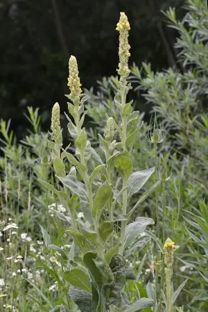 This experiment studies seed viability over time.