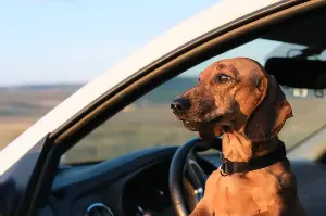 Dachshund Going ‘Meerkat’ Mode When Dad Leaves Car Delights Internet