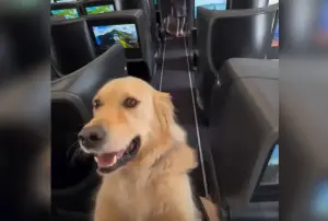 Golden Retriever’s Excitement at Flying Business Class Delights: ‘Precious’
