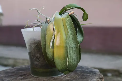 ¿Cómo limpiar las hojas de las orquídeas para que no se marchiten? ¿Cómo limpiar las hojas de las orquídeas?/ Foto: iStock