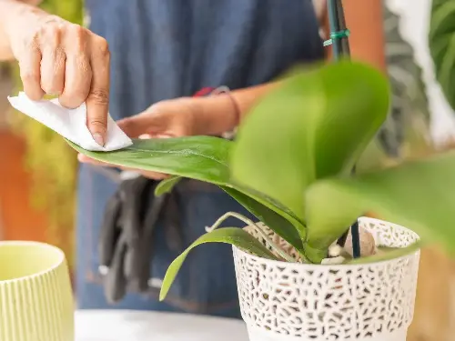 ¿Cómo limpiar las hojas de las orquídeas para que no se marchiten? ¿Cómo limpiar las hojas de las orquídeas?/ Foto: Canva