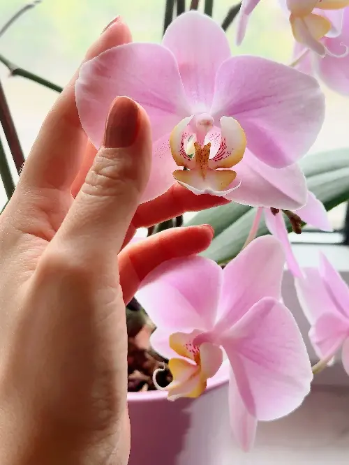 ¿Cómo limpiar las hojas de las orquídeas para que no se marchiten? ¿Cómo limpiar las hojas de las orquídeas?/ Foto: Getty Images