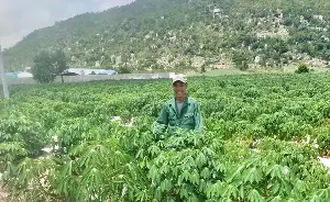 Change varieties and provide proper care to limit cassava mosaic disease.