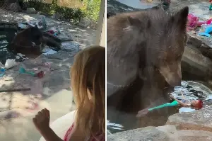 Family had uninvited guest in pool—what it did surprised everyone