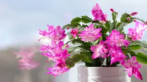 What to Do With a Thanksgiving Cactus in August Before It’s Too Late to Create a Fuller, Flower-Filled Holiday Display