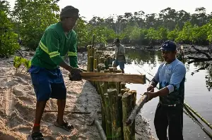 Protecting the protectors: Racing to save Philippine mangroves