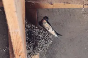 How temperature swings impact the growth of young songbirds