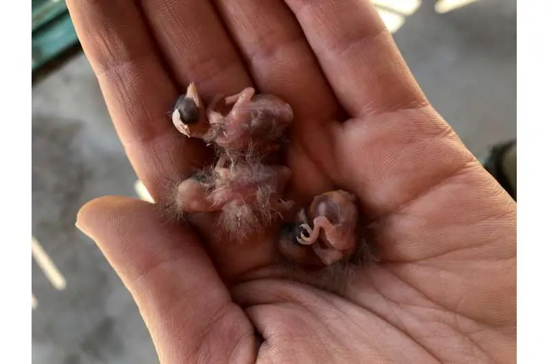 How temperature swings impact the growth of young songbirds