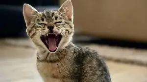 Does your cat's skin have a yellowish tinge? Veterinarian explains why you should treat it as a medical emergency
